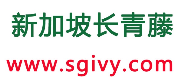 新加坡长青藤
